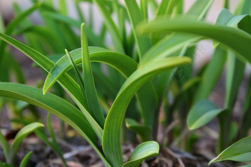 绿色 叶 新鲜 招标 萌芽 成长 新 植物 年轻 射击