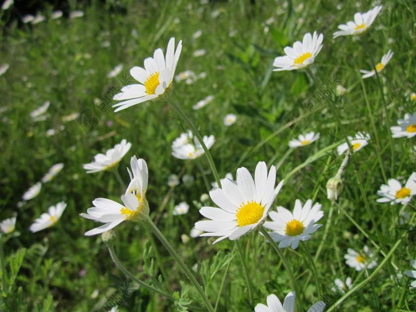 黄菊荬 玉米洋甘菊 MAYWEED 无臭甘菊 现场甘菊 野花
