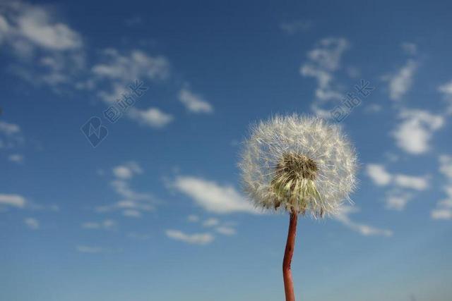 蒲公英蓝天白云植物飘野外背景图片