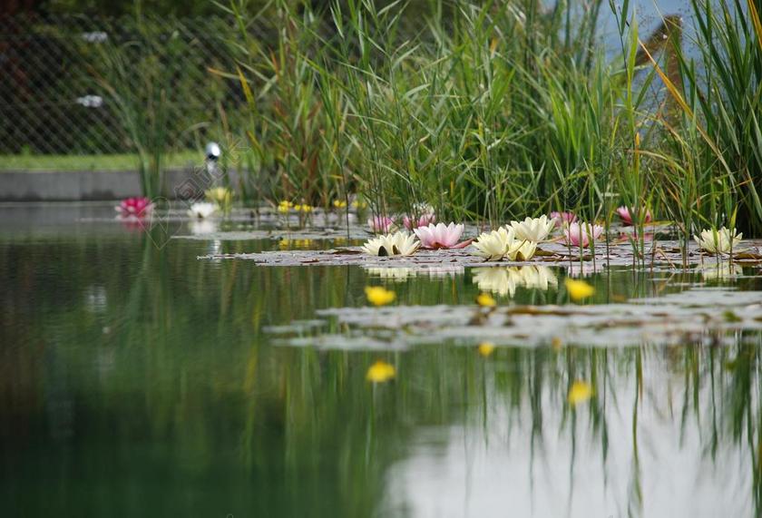 池塘睡莲水生植物景色湖泊背景图片
