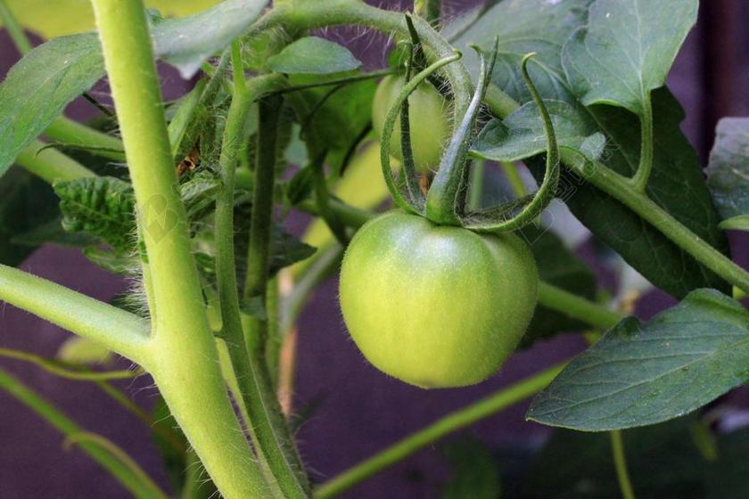 摄影特写绿色番茄背景图片