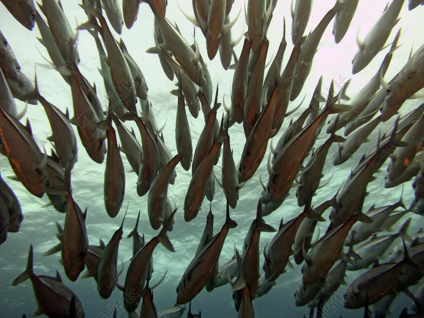 鱼群 水下 水肺潜水 海底 海洋 暗沙 鱼 菲律宾