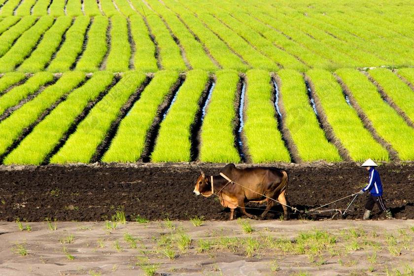 农场清新牵牛的人背景图片