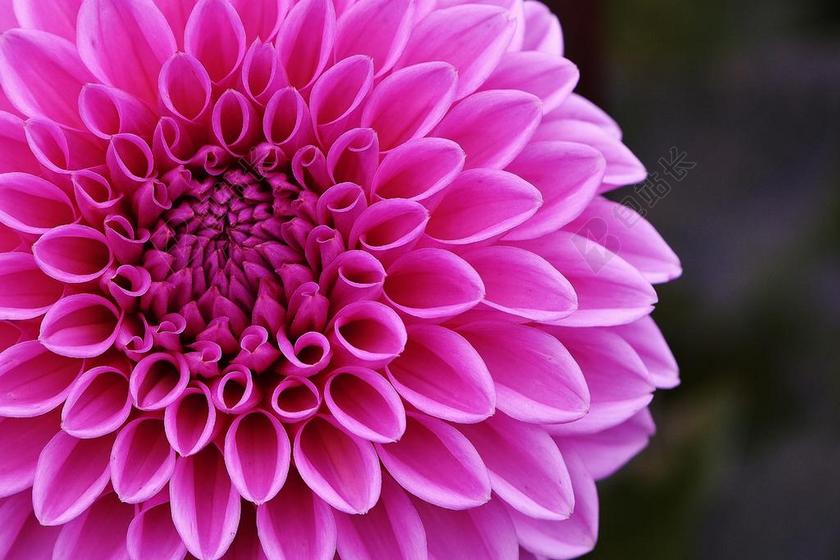 摄影自然盛开的菊花背景图片