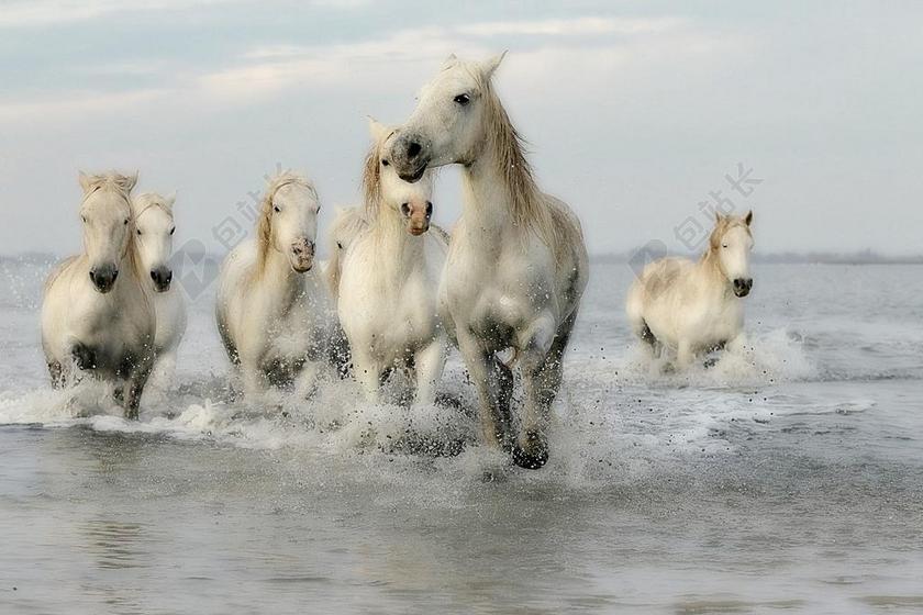 马 鬃毛 骑马 标准 母马 马鬃 驰骋 白马 白