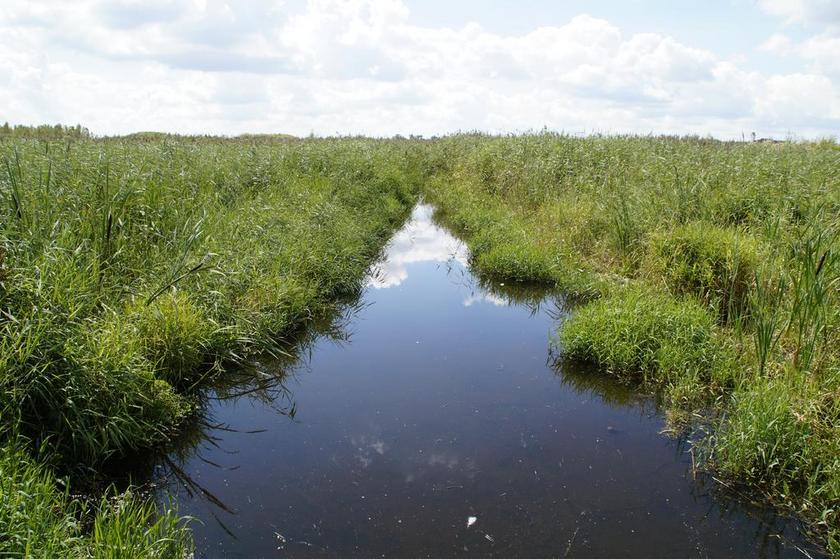 景观 春天湖 自然保护区 性质 高沼地 湿地 夏季 草 芦苇