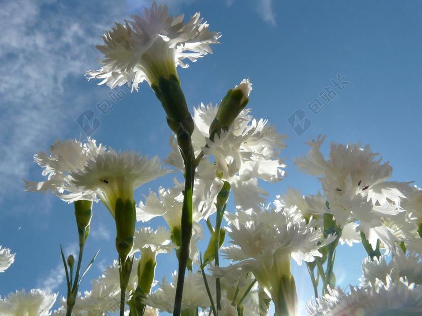 白色广告自然康乃馨迎着阳光盛开宣传背景图片