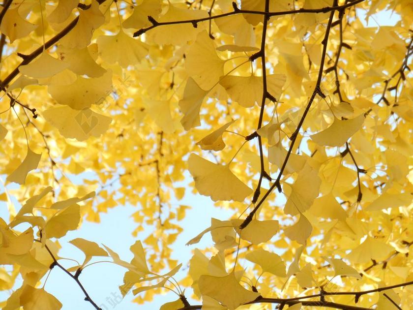 黄叶 秋季 银杏树