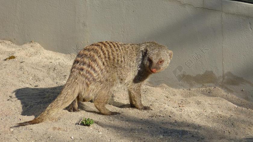 动物 哺乳动物 果子狸 猫鼬 捕食 猎人