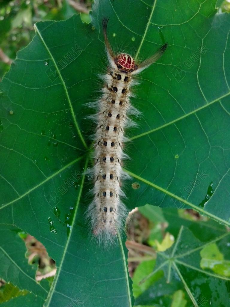 蝎子 昆虫 甲虫,昆虫