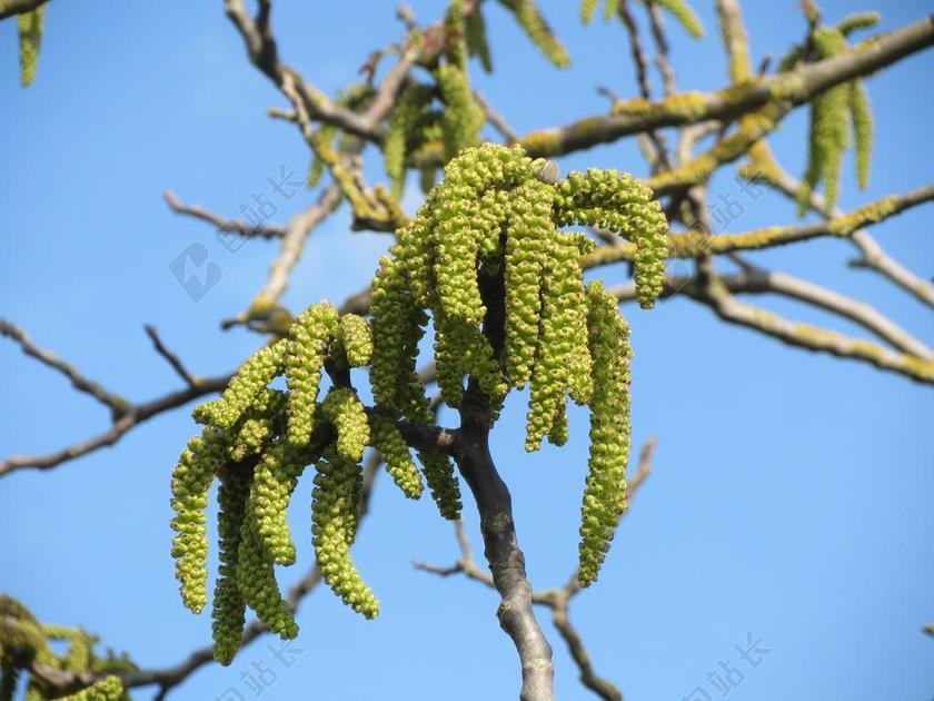 核桃 波斯核桃 英国胡桃 普通核桃 柳絮 树 植物区系 花序