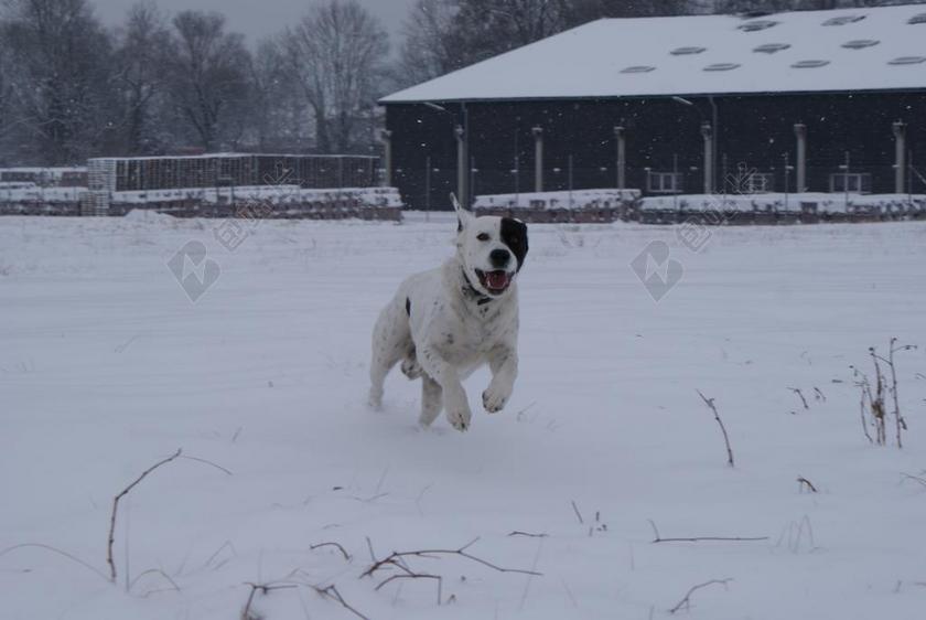 白色广告唯美可爱狗狗雪地奔跑宣传背景图片