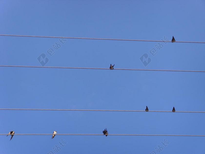 天空 五线谱 器 鸟类 燕子