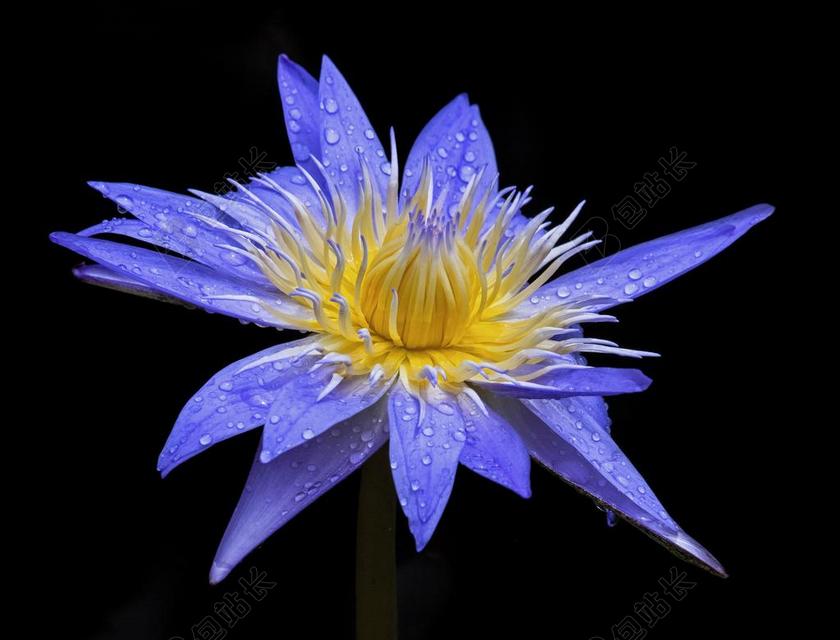 盛开 开花 植物区系 花 高清壁纸 自然 花瓣 湿