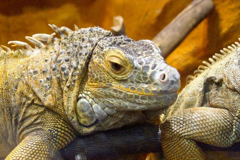 鬣蜥 爬行动物 大胡子的鬣蜥 蜥蜴 龙 微笑 动物饲养
