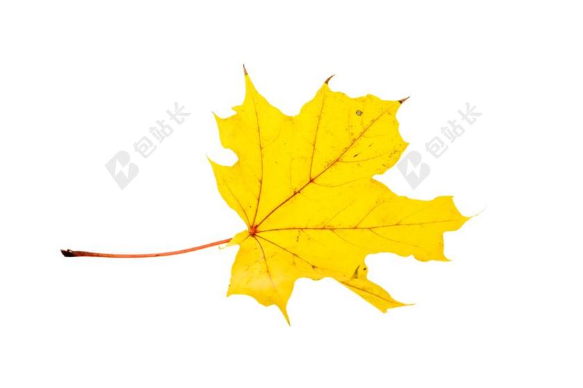 黄色设计自然枫叶设计背景图片