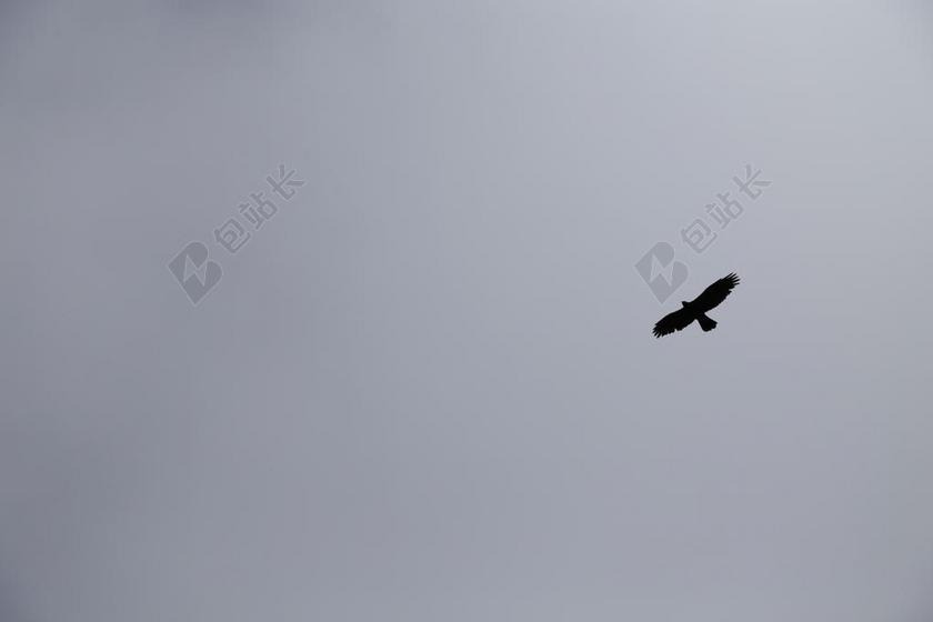 天空 雄鹰 黑白 翅膀 飞行