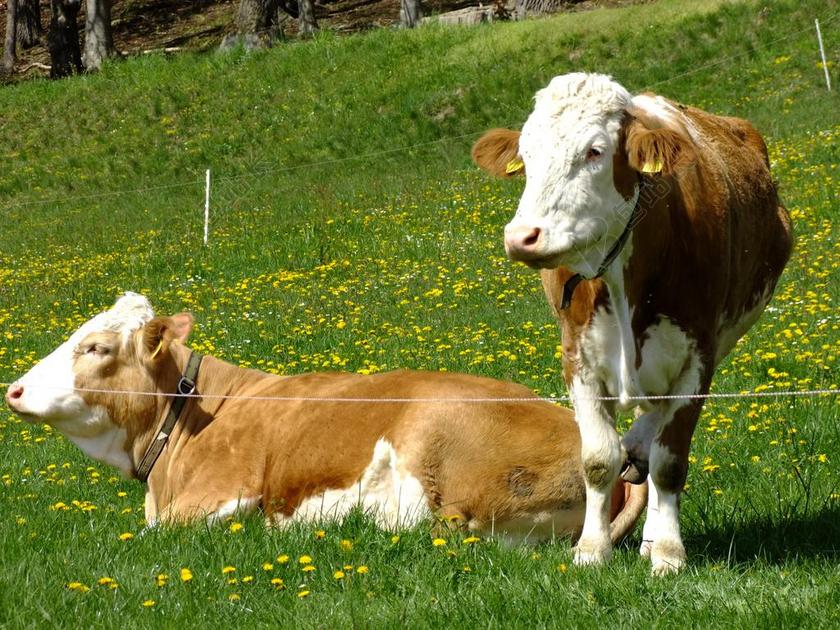 牛 奶牛 牧场 篱笆 动物 牛肉 草地 农业 性质 字母