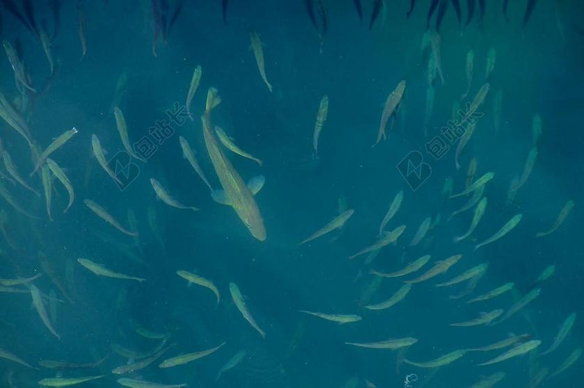 鱼 海 TRAN 海洋 水 水下 水下背景 鱼群 海洋背景