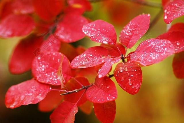 自然秋季红叶背景图片