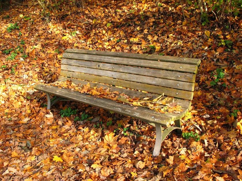 银行在秋天 秋天树叶 孤独的银行 孤单 过客 秋季 自由基