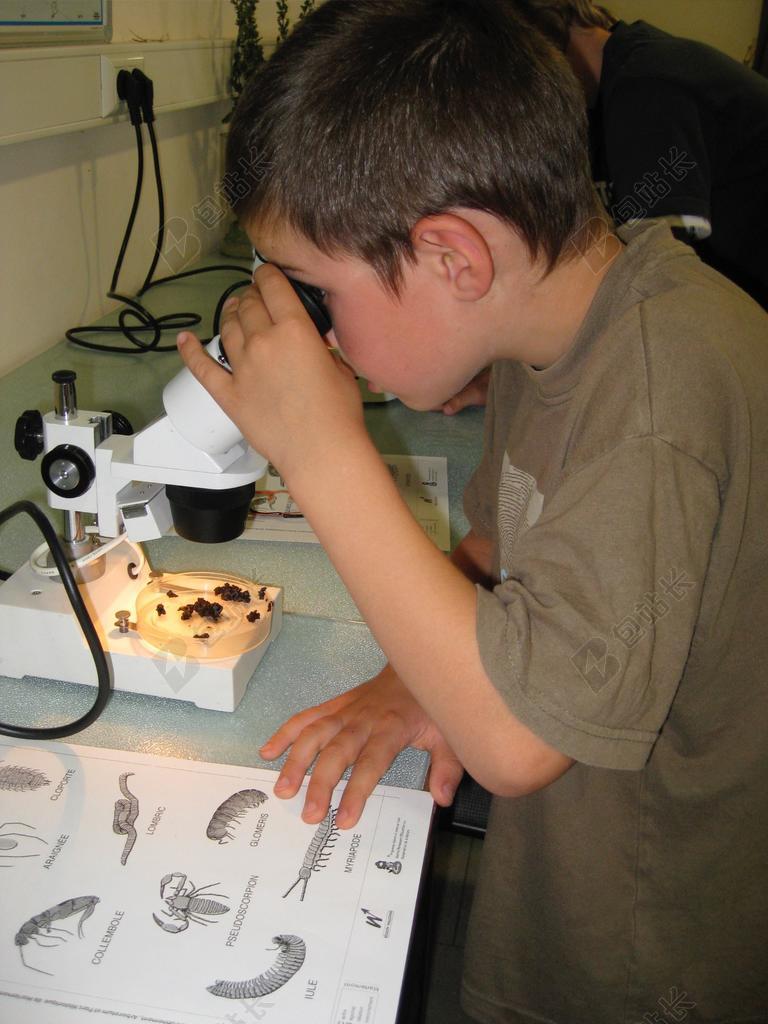 孩子们 活动 显微镜 动物区系 土壤