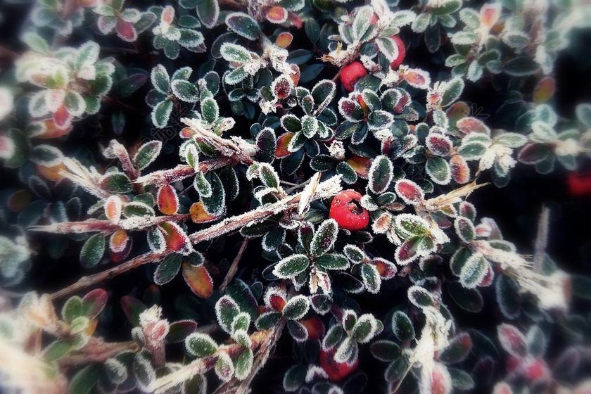 绿色的叶子背景图片