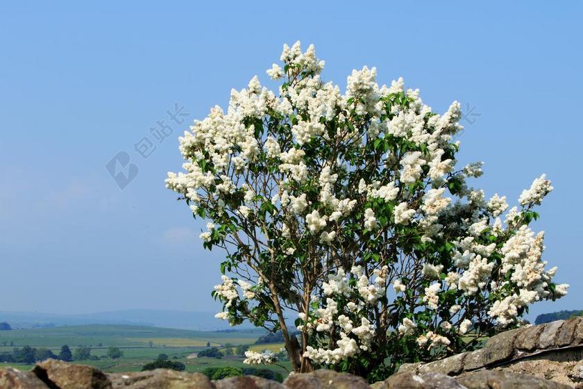 树 丁香 紫丁香树 鲜花 白 开花 水华 绽放 季节性