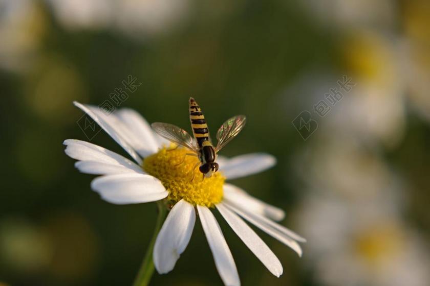 花 工厂 花卉 黄 性质 白 雏菊 昆虫 夏天