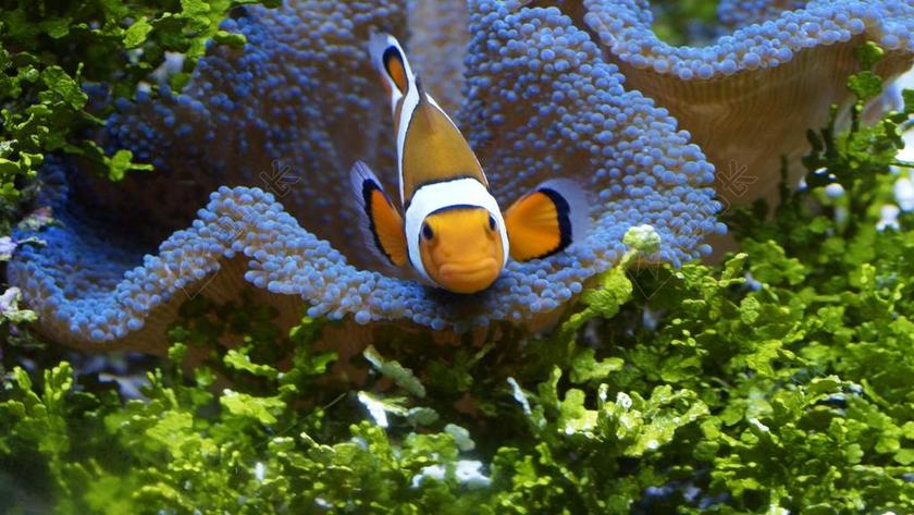 小丑鱼 ANEMONEFISH 鱼 海 尼莫 橙色 白