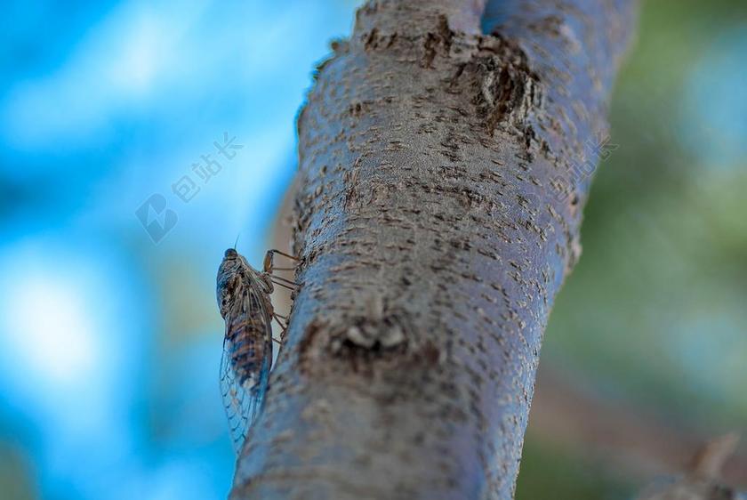 克里特岛 拉基亚斯 海 颜色 水 性质 昆虫 蝉