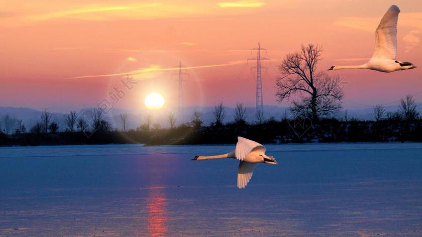 景观 湖 日出 天鹅 飞 冬天 冷 冬季日出 ELBAUE