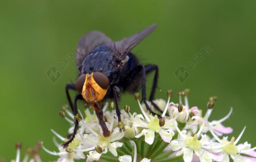 飞 死苍蝇 CYNOMYA MORTUORUM 昆虫 花蜜搜索