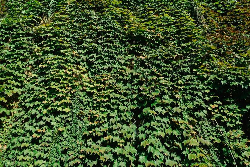 爬山虎 叶子 藤 绿色 WAKK