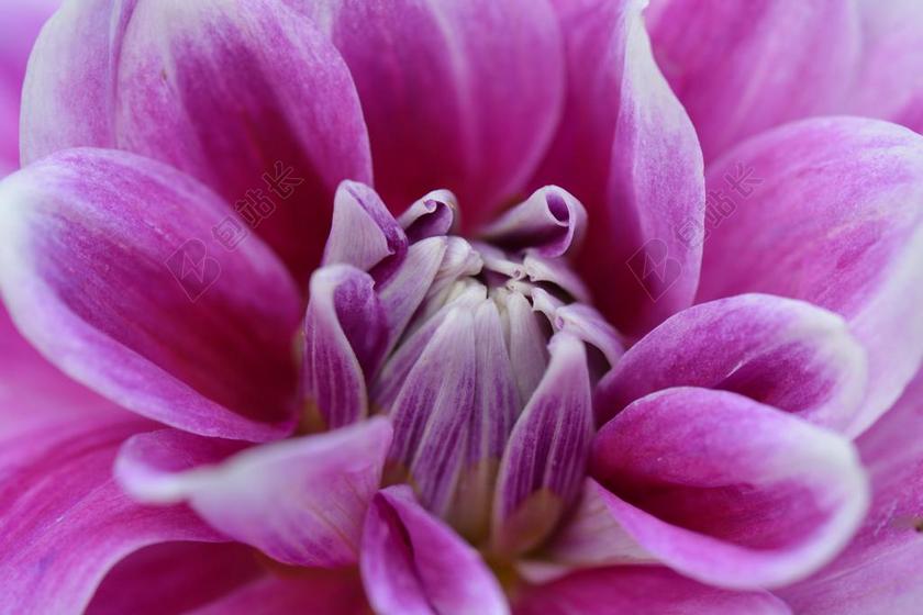 粉紫色鲜花含苞欲放背景图片