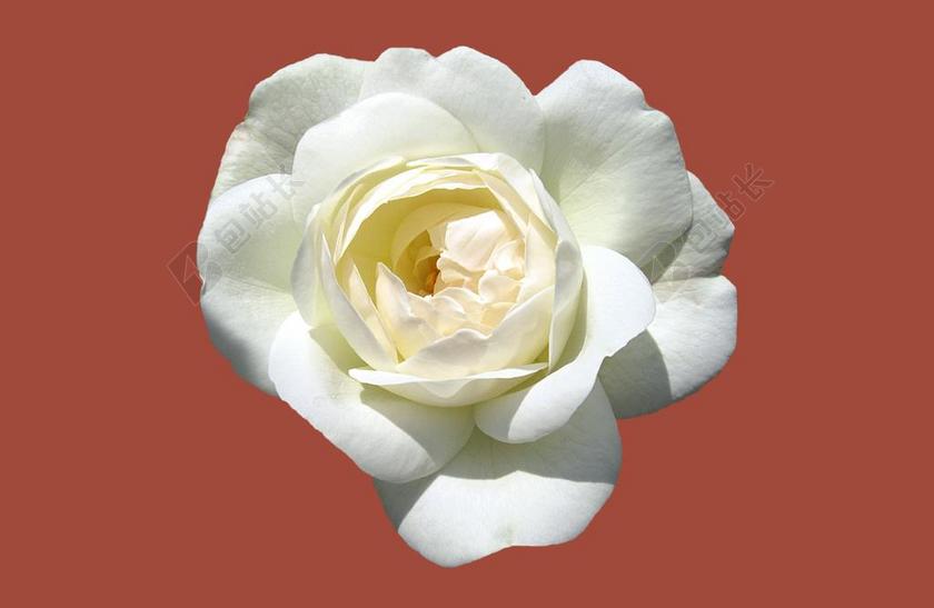 玫瑰园巴特基辛根 玫瑰城巴特基辛根 玫瑰 关闭 玫瑰绽放 白玫瑰