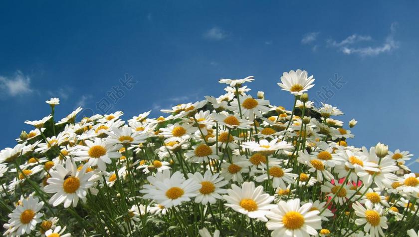 玛格丽特 LEUCANTHEMUM 幼苗 花 盛开 白