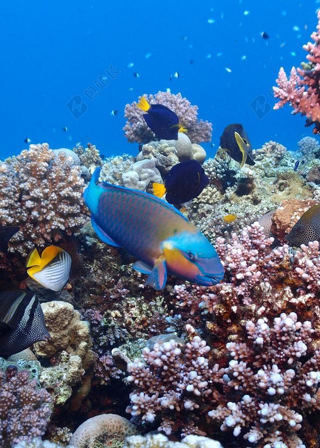 埃及跳水红海水下海珊瑚海底世界珊瑚礁鱼