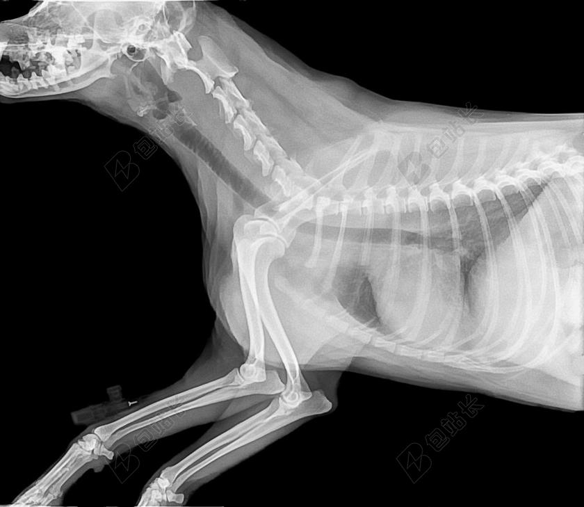 灰色医院骨骼动物骨骼医院背景图片