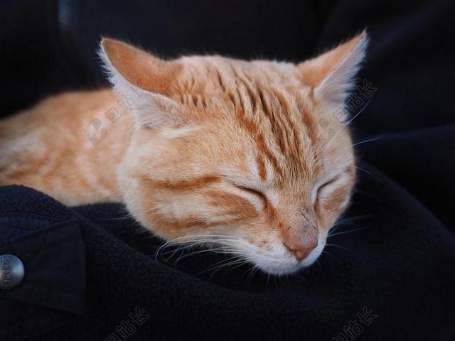 摄影唯美趴着睡觉的花猫背景图片