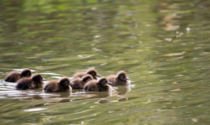 小鸭 鸭 鸭子 铃鸭 POCHARDS 常见铃鸭 婴儿小鸭