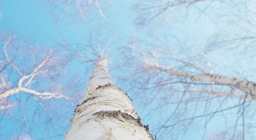 BIRCH 冬季 白色 天空 树枝 大自然 大韩民国 木材