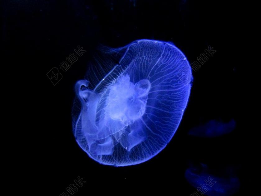 水母 动物 透明 花丝 浮点数 水族馆