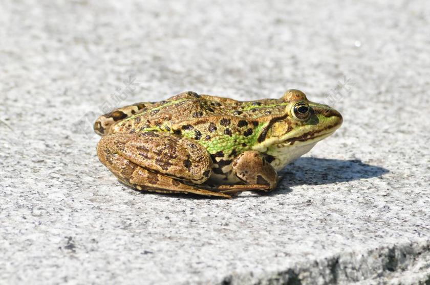 青蛙 两栖类 绿色 创建的