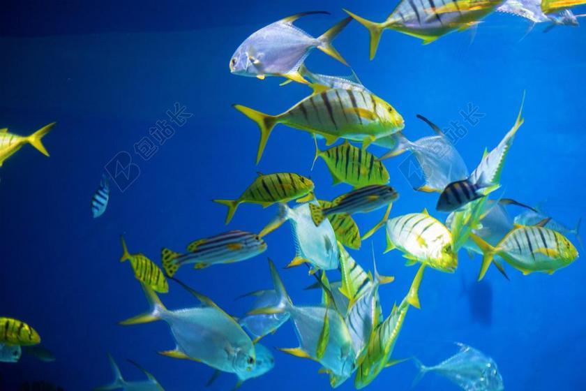 MOSKVARIUM 一群 鱼 水 水下 灰色 食人鱼 蓝色