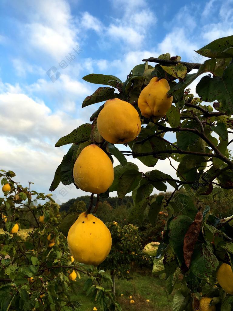 果园唯美果实背景图片