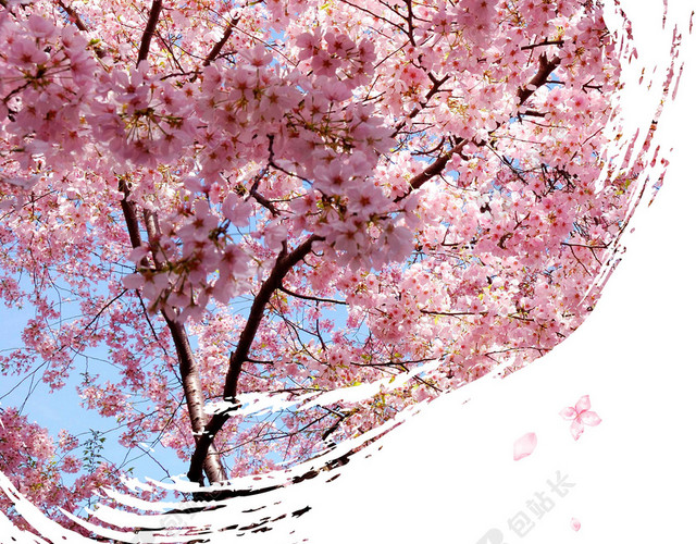 旋风粉色樱花树中国风樱花节旅游宣传2019海报背景