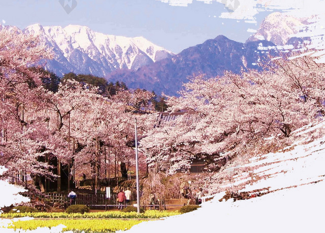 雪山粉色樱花中国风樱花节旅游宣传2019海报背景