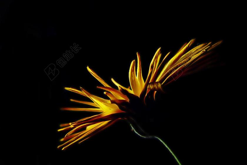 摄影自然黑暗中盛开的菊花背景图片