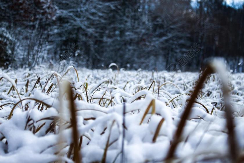 雪 草 冬天 自然 景观 冷 户外 风景 草甸 冰雪覆盖